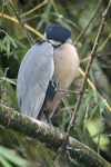 Boat-billed Heron    